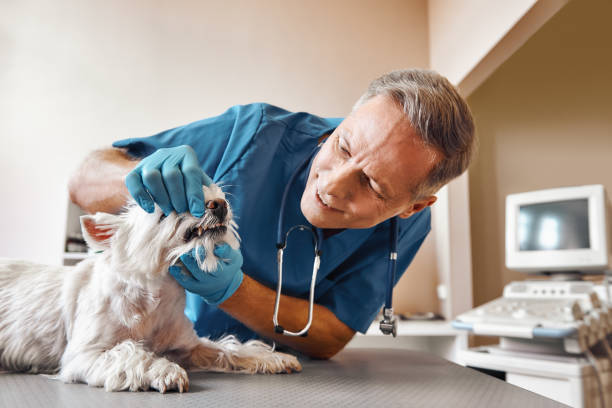 Best After-Hours Emergency Dentist in Shannon, MS